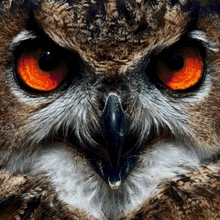 Взгляд - взгляд, сова, филин, птицы, глаза - предпросмотр