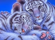 Схема вышивки «Тигр»