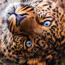 Схема вышивки «Леопард»