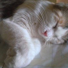 Схема вышивки «Котюня :3»