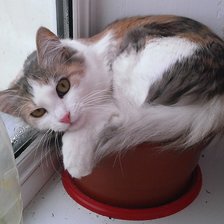 Схема вышивки «Кнопа»