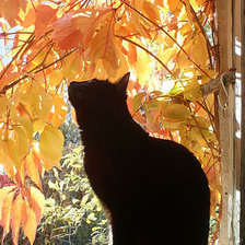 Схема вышивки «Осенний кот»