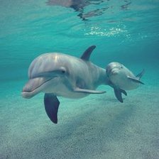 Схема вышивки «№732229»