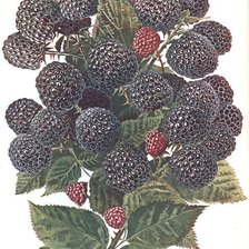 Схема вышивки «ежевика»