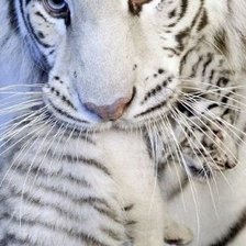 Схема вышивки «тигры»