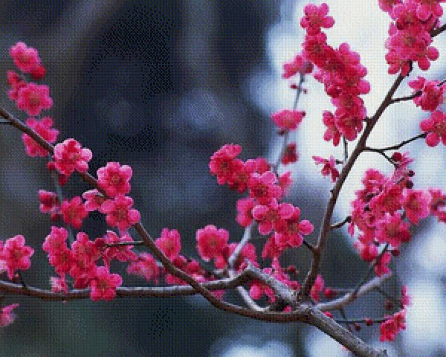 сакура - предпросмотр