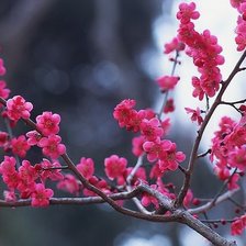 Схема вышивки «сакура»