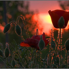 Схема вышивки «Маки»