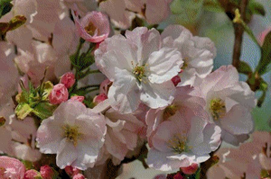 Яблони в цвету - цветы - предпросмотр