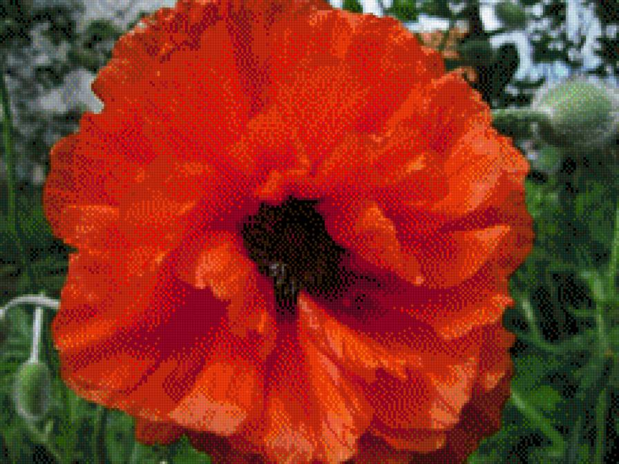 мак - предпросмотр