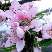 Схема вышивки «Весна»