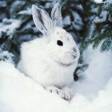 Лесной красавец