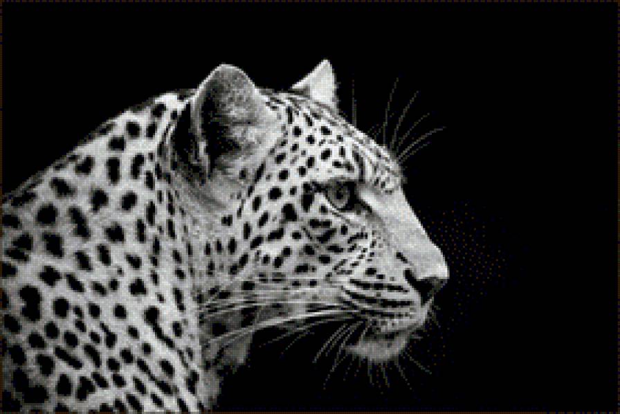 Леопард - звери - предпросмотр