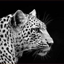 Схема вышивки «Леопард»