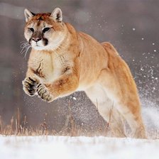 Схема вышивки «Прыжок»