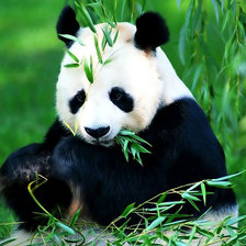 Схема вышивки «№732444»