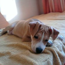 Схема вышивки «Собака»