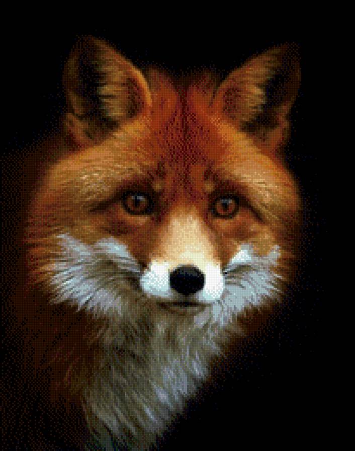 лиса - портрет, лиса, животное - предпросмотр