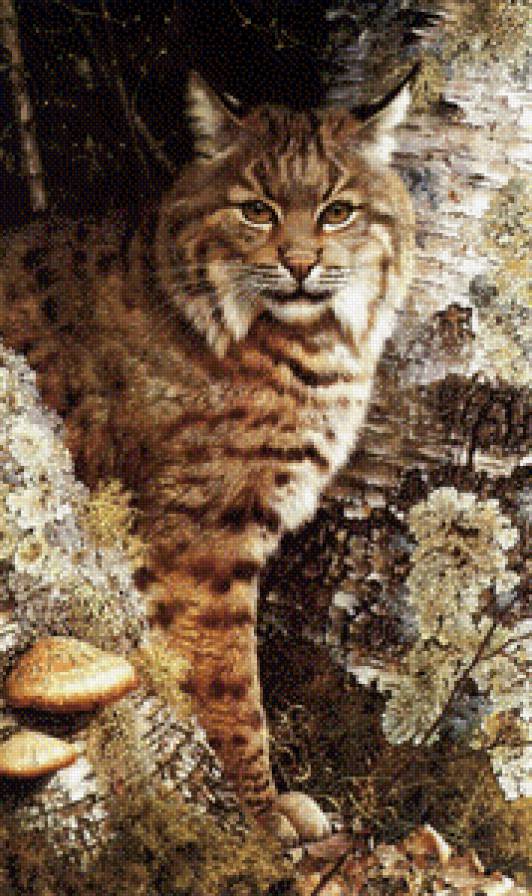 Рысь - животные., природа, анималистика, рысь - предпросмотр