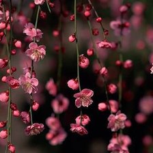 Схема вышивки «Сакура 3D»