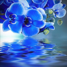 Схема вышивки «Орхидеи-2»