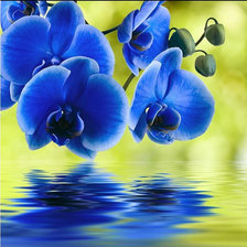 Схема вышивки «Орхидеи-3»