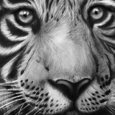 Схема вышивки «Белый тигр»