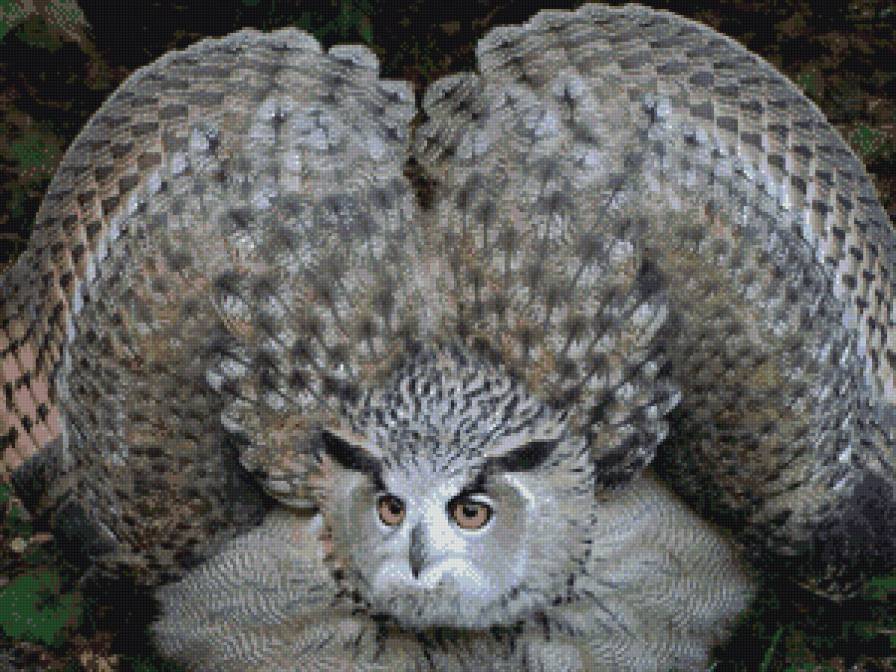 Сова - филин.птицы - предпросмотр