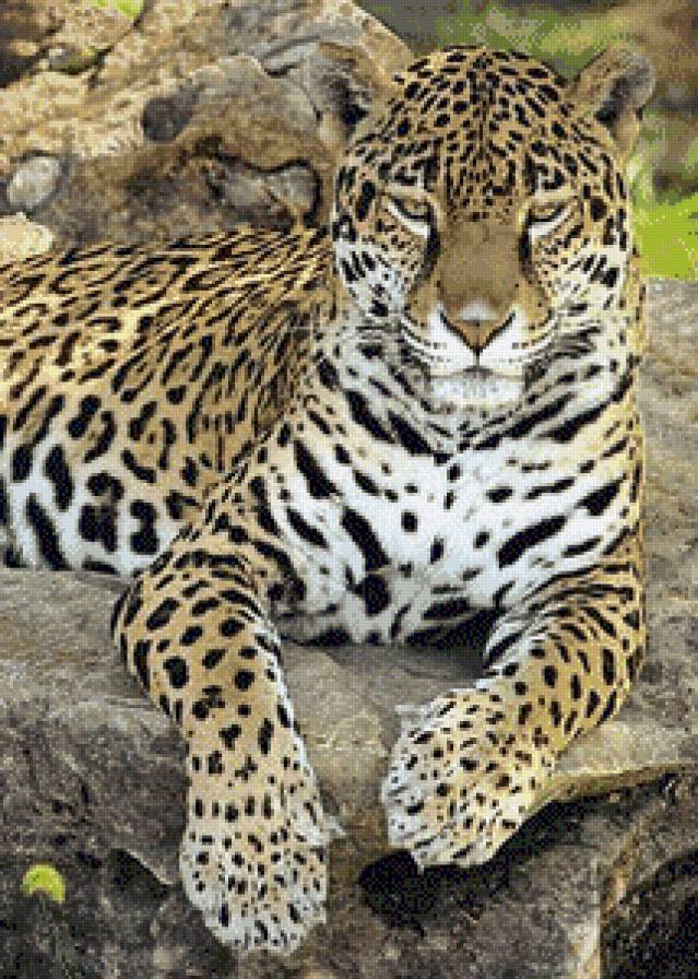 Ягуар - хищники - предпросмотр