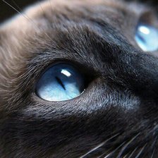 Схема вышивки «взгляд»