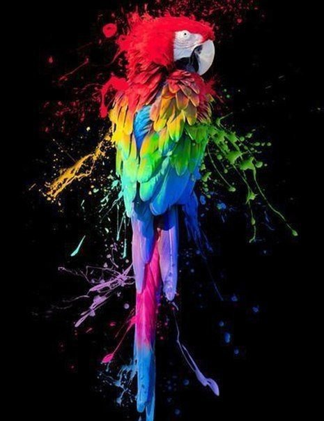 попугай - оригинал