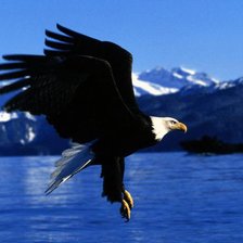 Схема вышивки «Орел»