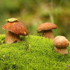 Схема вышивки «Грибочки»