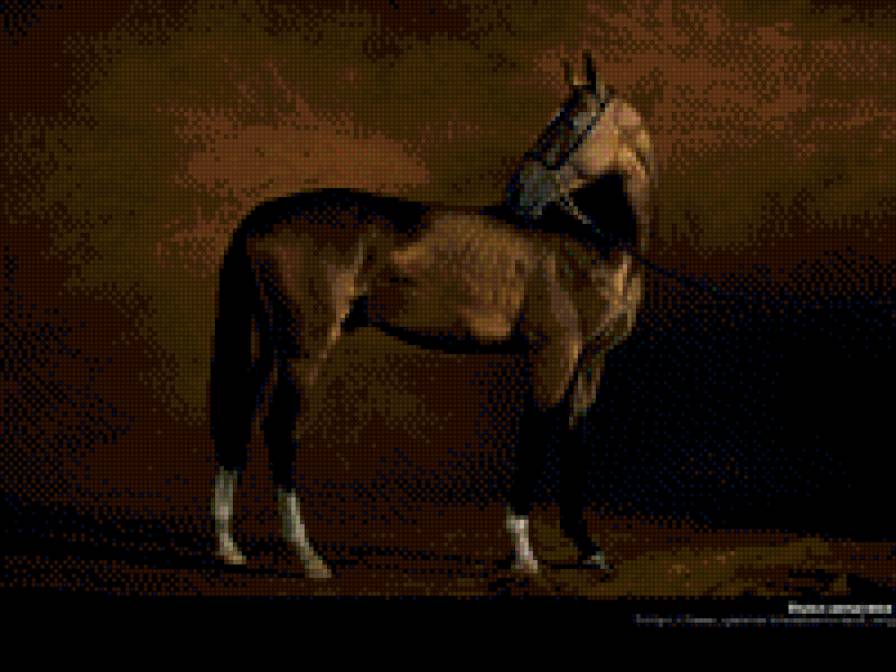 Лошадь - лошадь, животные - предпросмотр