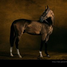 Схема вышивки «Лошадь»