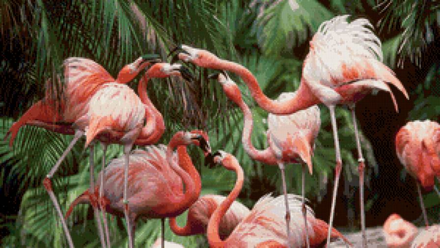 розовый фламинго - розовый фламинго, птицы, фламинго - предпросмотр