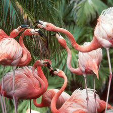 Схема вышивки «розовый фламинго»