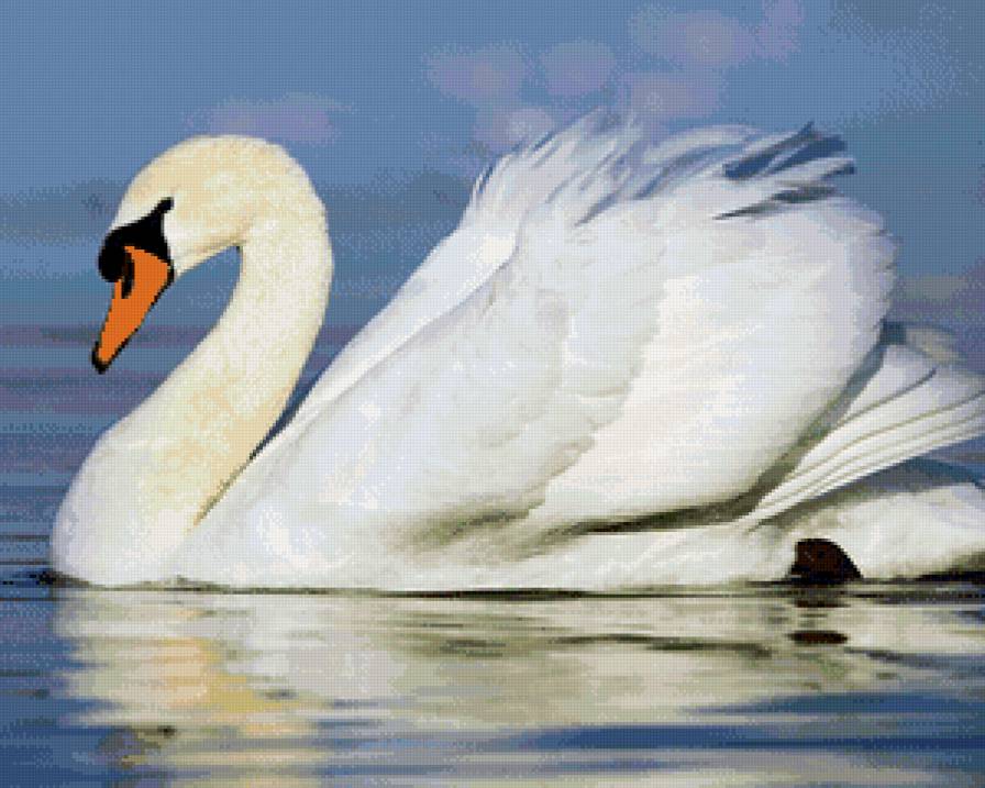 лебедь - лебеди., птицы - предпросмотр