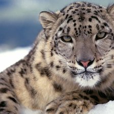 Схема вышивки «Барс»