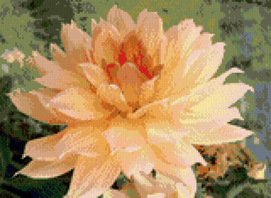 Георгин - предпросмотр