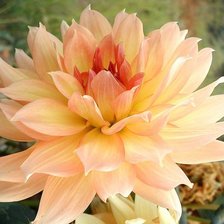 Схема вышивки «Георгин»