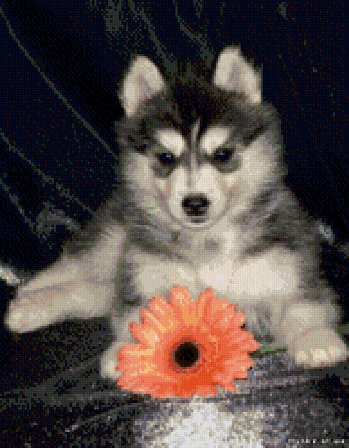 Хаски - предпросмотр