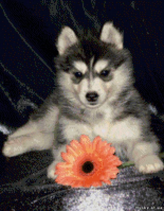 Хаски - предпросмотр