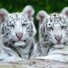 Схема вышивки «№733709»