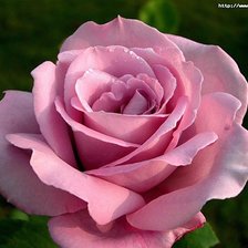 Схема вышивки «№733804»