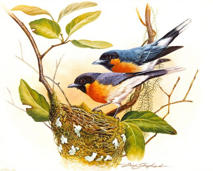 Птички1 - оригинал