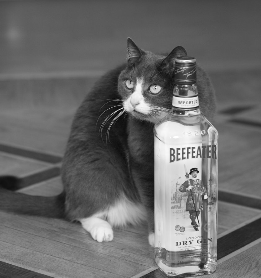 еще по 50 и все - котики, кот, коты - оригинал