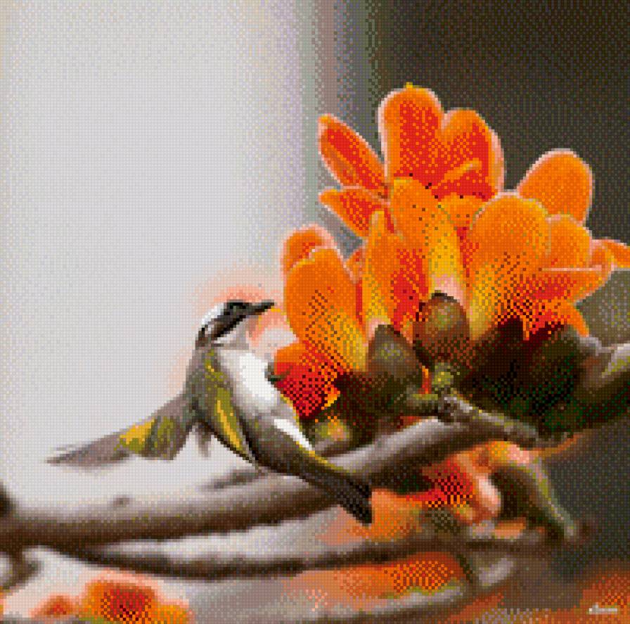 колибри - предпросмотр