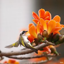 Схема вышивки «колибри»