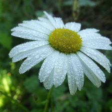 Схема вышивки «Ромашка»